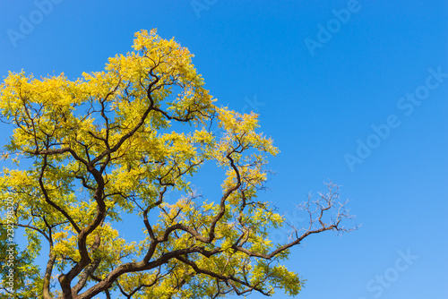 Yellow and green autumn leaves with blue sky background