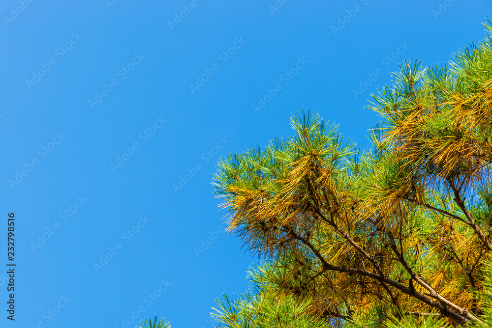 Green and Yellow needles in pine with blue sky background Green and Yellow needles in pine with blue sky background