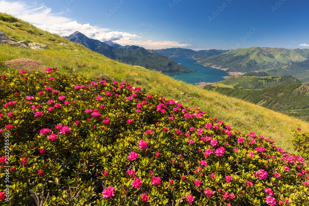 Rhododendrons on green meadows of Monte Berlinghera with Lake Como in the background, Sondrio province, Lombardy, Italy Rhododendrons on green meadows of Monte Berlinghera with Lake Como in the background, Sondrio province, Lombardy, Italy