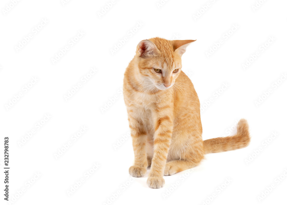 Portrait of little ginger tabby cat sitting isolated on white background..