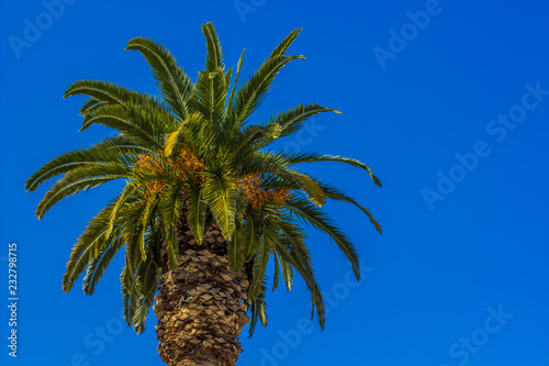 Summer wallpaper concept view of tropic south landscape tree palm on empty blue sky background  copy space