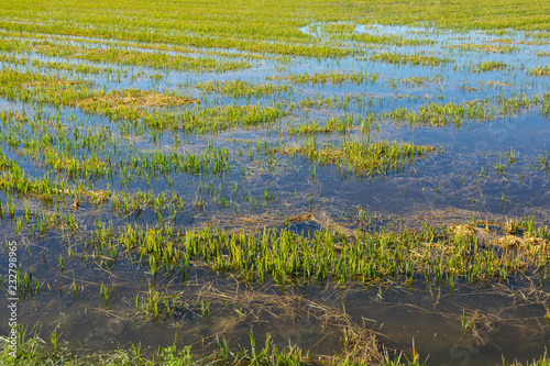 Flooded rice plantation, wide angle top view
