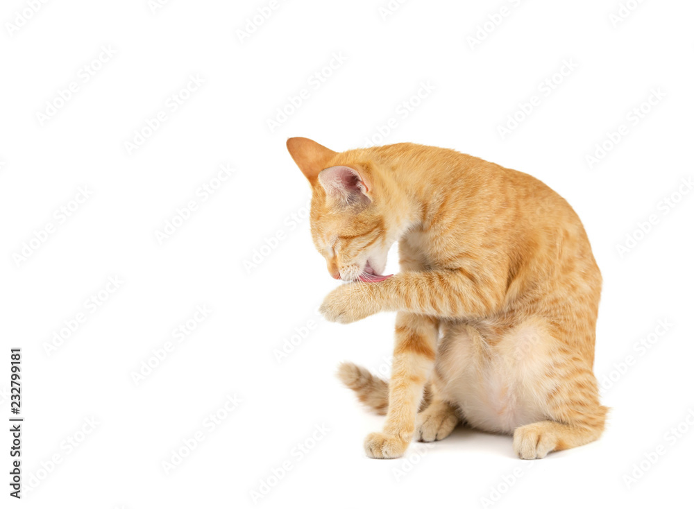 Portrait of little ginger tabby cat sitting and licking the hair of the paw isolated on white background.