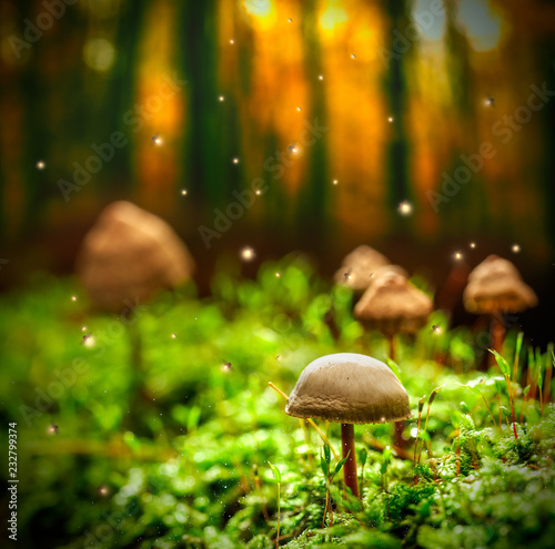 Small mushrooms on moss and fireflies in forest at dusk