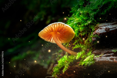 Glowing small mushroom and fireflies in magical forest