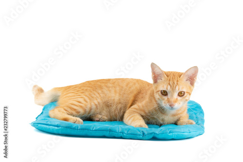 Portrait of little ginger tabby cat lying on blue cushion pet bed isolated on white background.