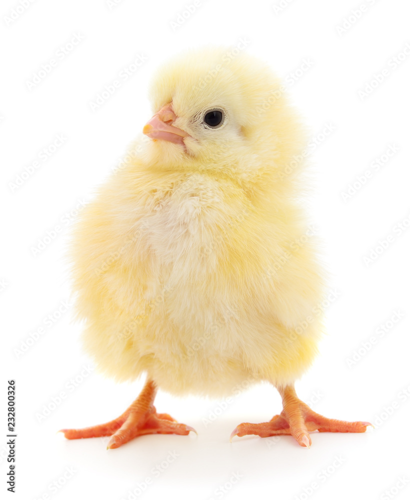 Small yellow chicken. Small yellow chicken.