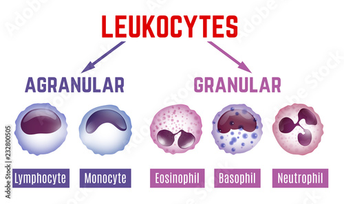 Leukocytes scheme image