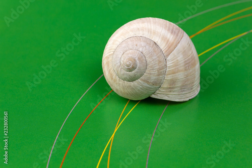 Snail Shell on a Green Background