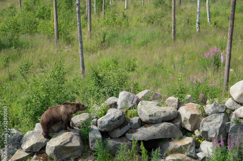 Bear in Finnish zoo photo