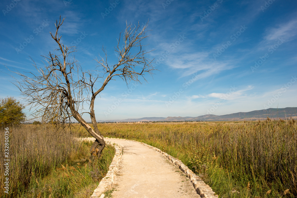 I walk by the boards of Daimiel in Castilla la mancha I walk by the boards of Daimiel in Castilla la mancha