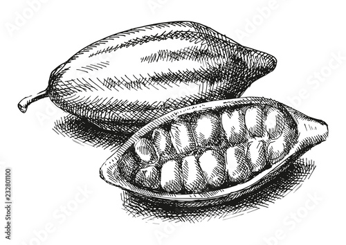 Cocoa beans illustration. Version