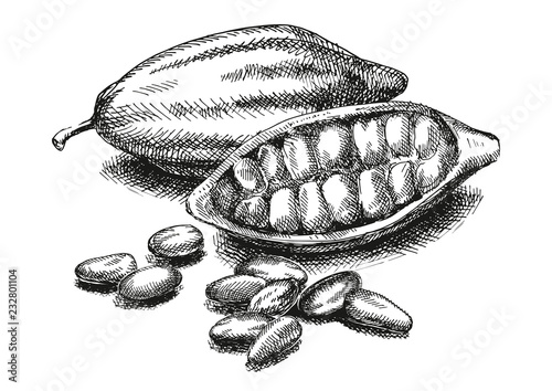 Cocoa beans illustration. Version