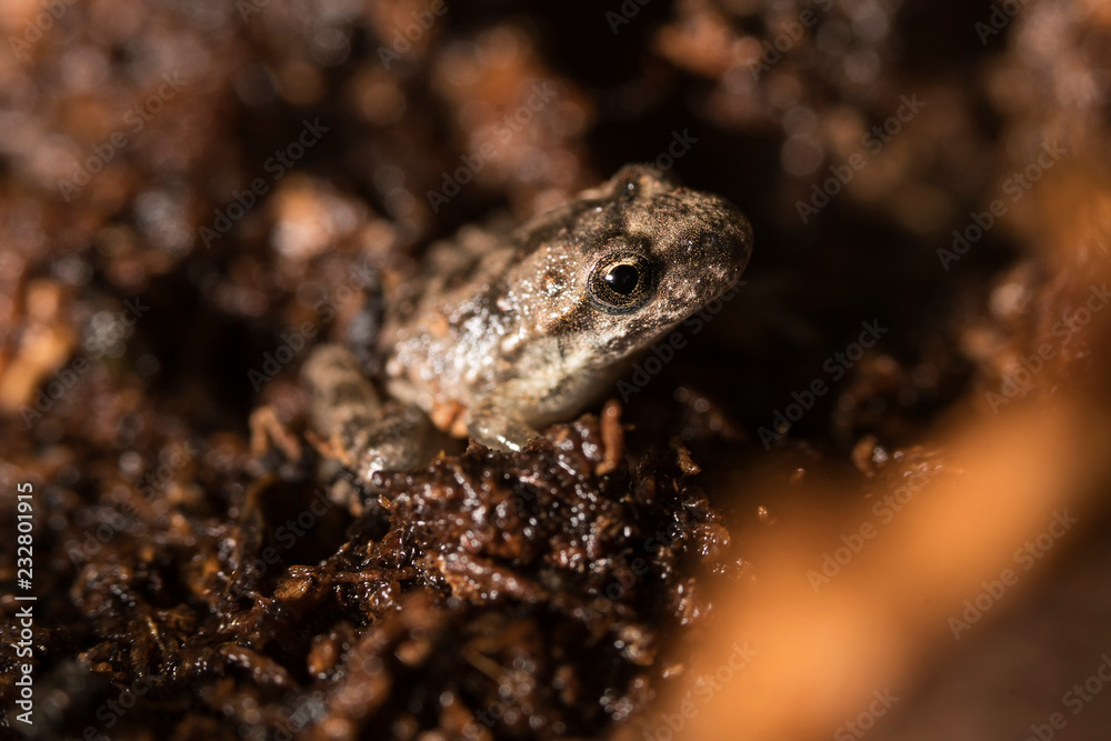 Obraz premium Frosch