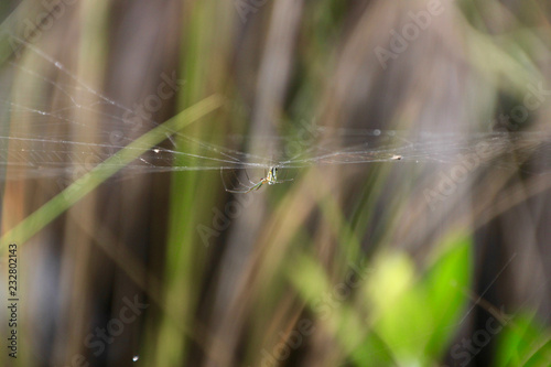 Bunte, tropische Spinne, die in ihrem Netz hängt