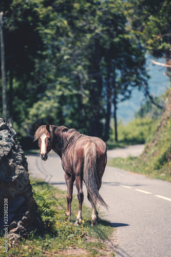 Pferd © Bjoern