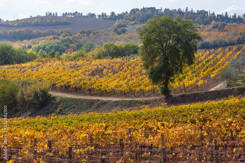 Magnificent view of picturesque autumn vineyards in the Tuscany region in sunlight, Italy