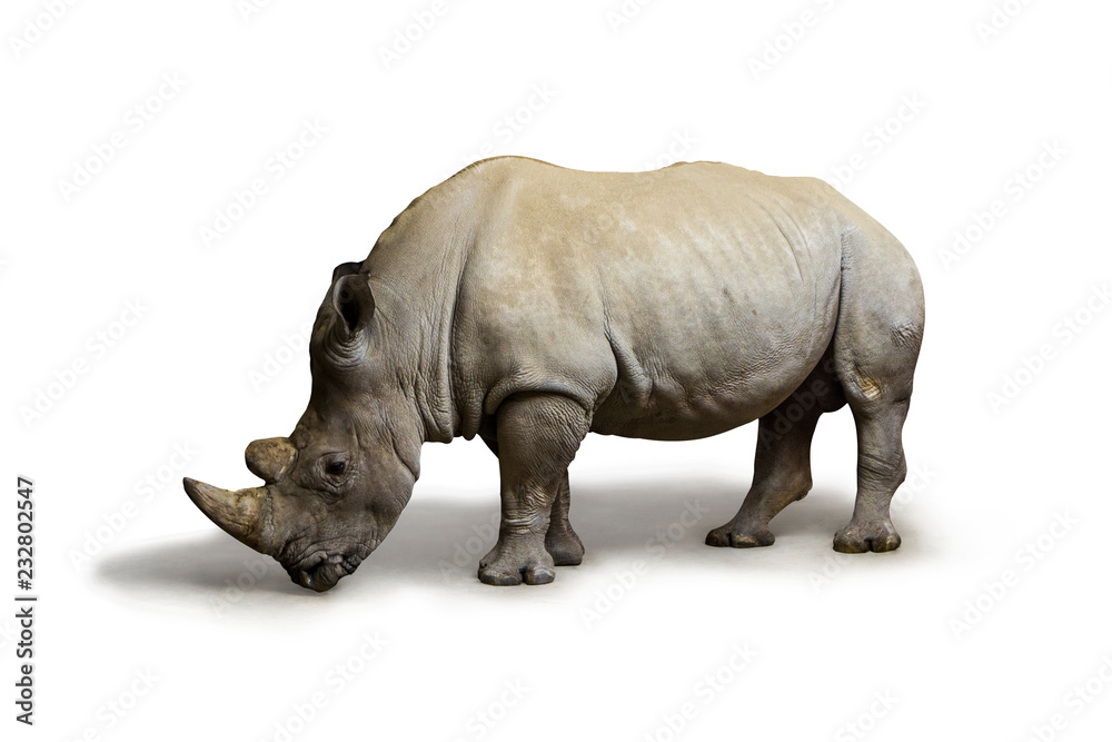 White rhinoceros (square-lipped rhinoceros) inhabiting  South Africa on white background, rhino in wildlife