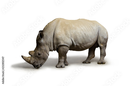 White rhinoceros  square-lipped rhinoceros  inhabiting  South Africa on white background  rhino in wildlife