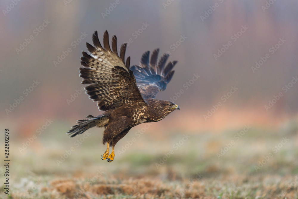 Fototapeta premium Birds - Common Buzzard (Buteo buteo)