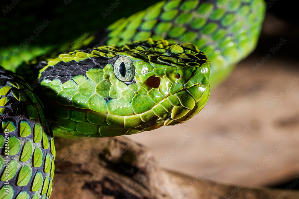 Fototapeta premium Viper