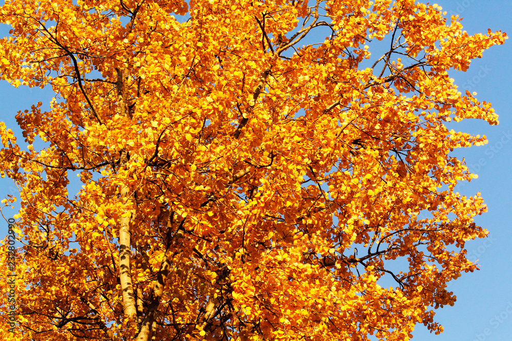 Golden leaves in autumn park.