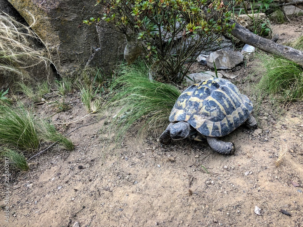 Obraz premium Turtle - testudo hermanni