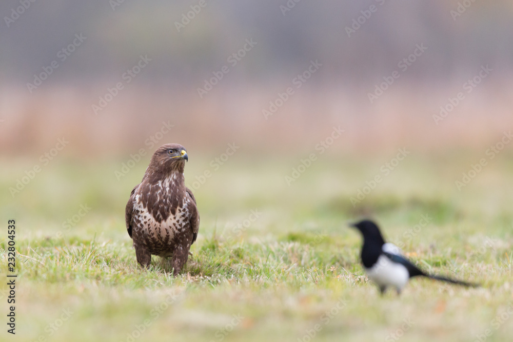 Fototapeta premium Birds - Common Buzzard (Buteo buteo)