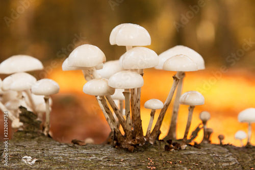 Porcelain mushrooms (Oudemansiella mucida) on a log in an autumn forest. photo