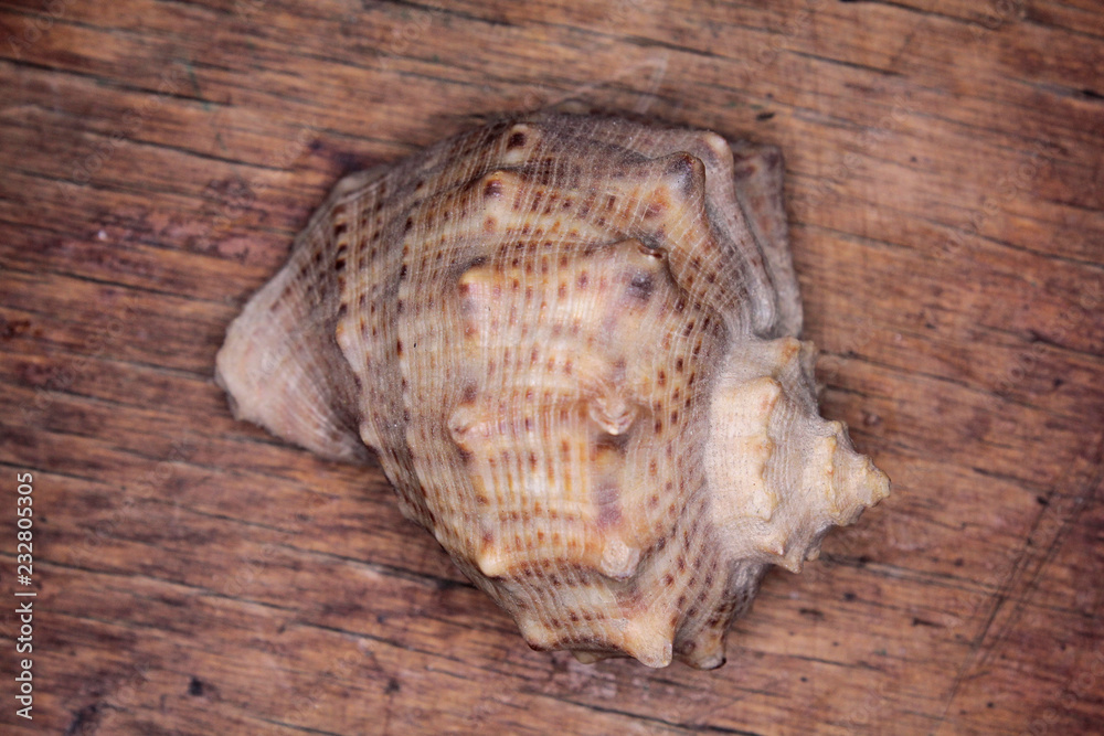 Seashell on a wooden table