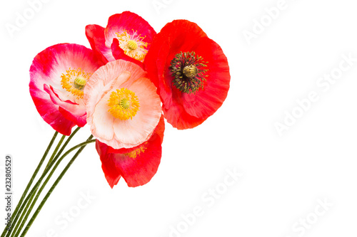 Fototapeta Naklejka Na Ścianę i Meble -  beautiful poppies isolated