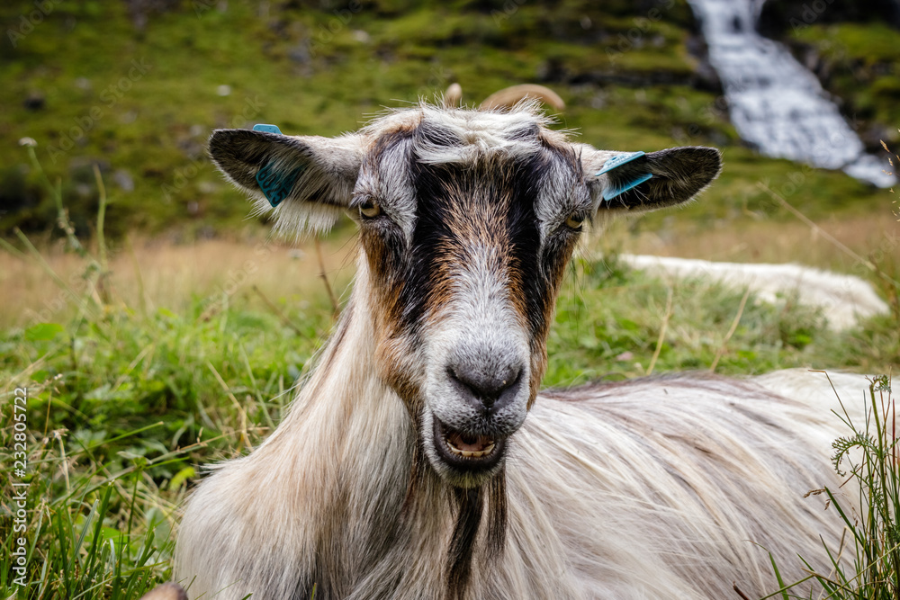 Fototapeta premium A nice goat looking in the camera nearby the Kjosfossen waterfall which is located in Sognefjord, Norway. The waterfall is one of the most visited tourist attractions in Norway. 