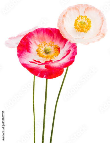 Fototapeta Naklejka Na Ścianę i Meble -  beautiful poppies isolated