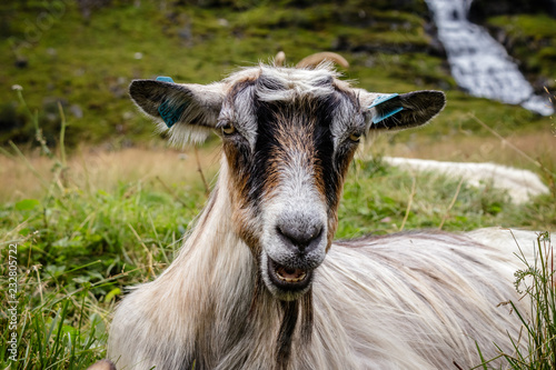 A nice goat looking in the camera nearby the Kjosfossen waterfall which is located in  Sognefjord, Norway. The waterfall is one of the most visited tourist attractions in Norway. 