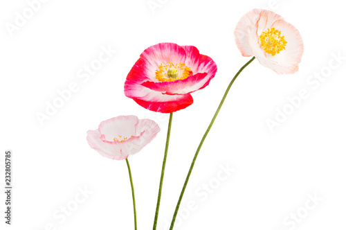 Fototapeta Naklejka Na Ścianę i Meble -  beautiful poppies isolated