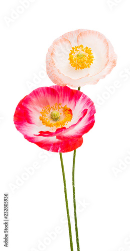 Fototapeta Naklejka Na Ścianę i Meble -  beautiful poppies isolated