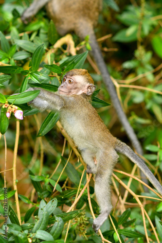 Asia wild monkeys eating food © mustbeyou