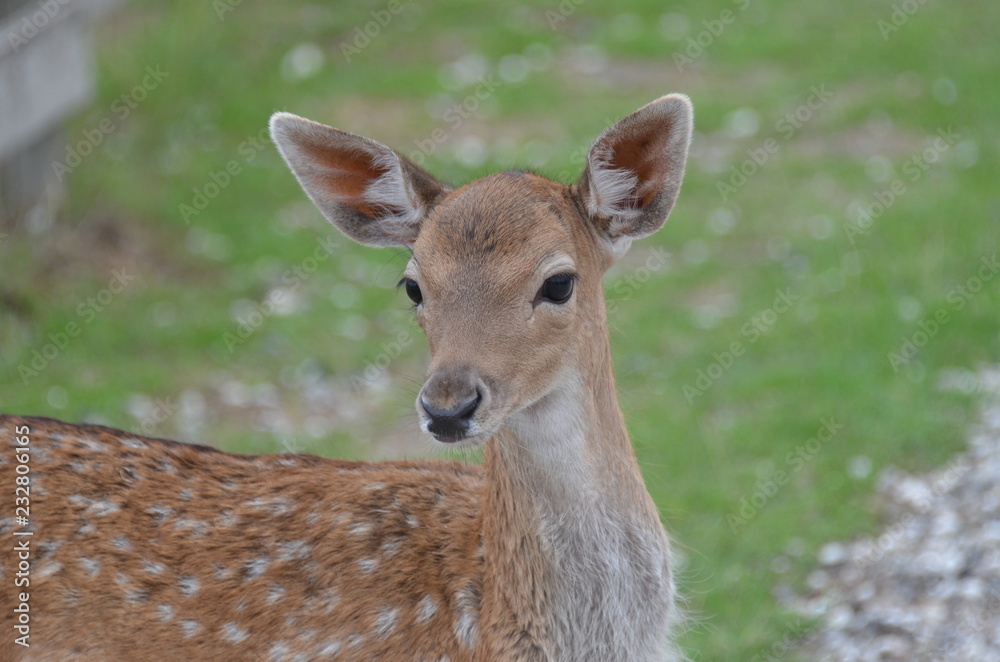 capriolo capriolo
