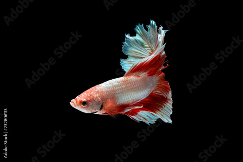 Tableau sur toile The moving moment beautiful of siamese betta fish or splendens fighting fish in thailand on black background