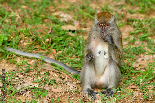 Asia wild monkeys eating food