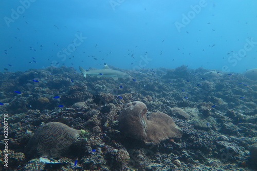 Underwater Fiji © androse