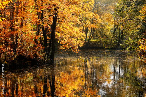 golden trees in autumn park above the water