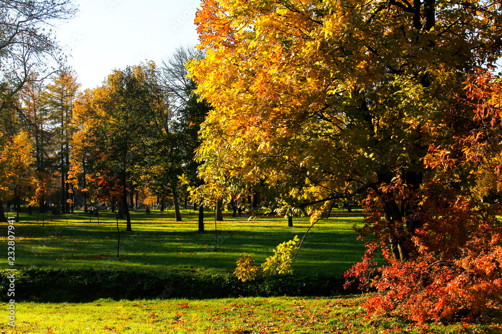 Naklejka premium golden leaves in autumn park