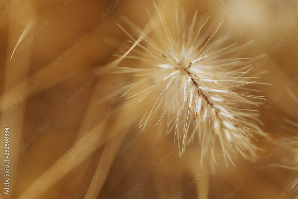 Naklejka premium Beautiful nature macro background