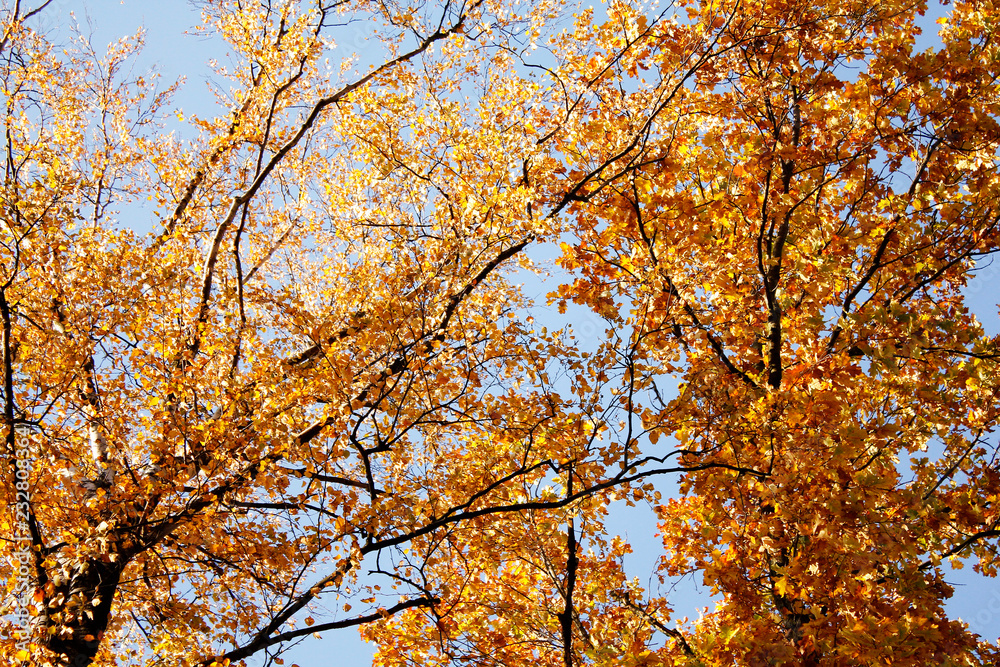 golden leaves in autumn park golden leaves in autumn park