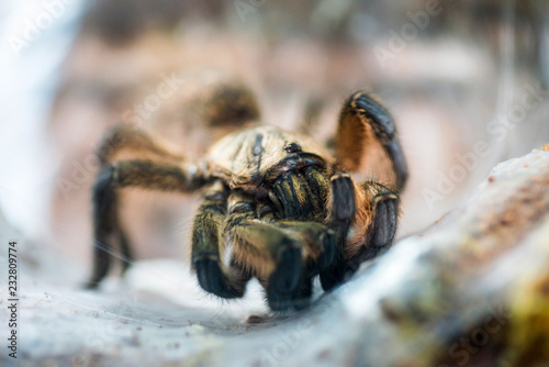 Funnel web weaver grass spider out on his funnel web. Spider wildlife background photo