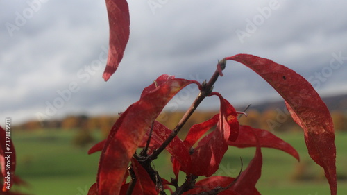 Rote Blätter 01 photo