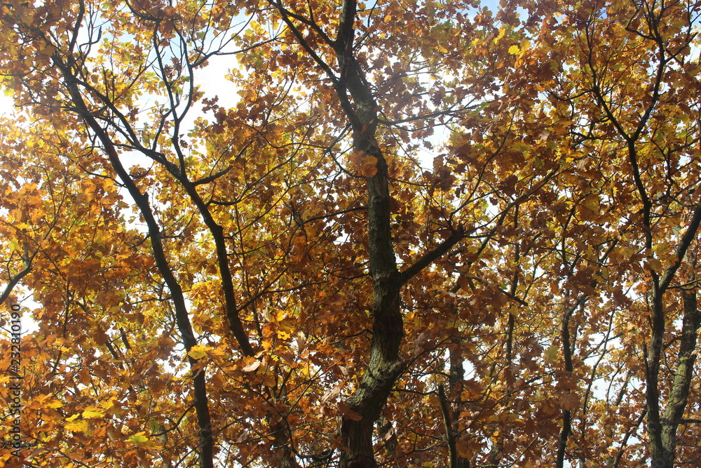 Herbstliches Geäst 02