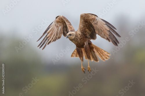 Birds of prey - Marsh Harrier (Circus aeruginosus), landing