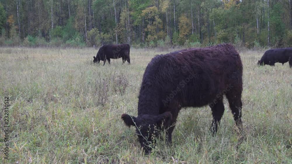 Galloway cattles grazing on the pasture. 4K ultra hd video footage Galloway cattles grazing on the pasture. 4K ultra hd video footage